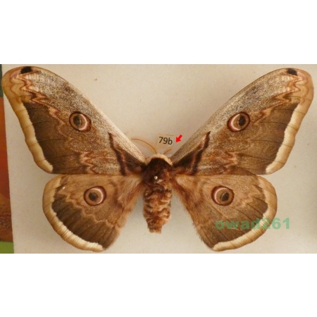 Saturnia pyri (Denis & Schiffermüller, 1775) male Pawica gruszówka Czech 117mm79b